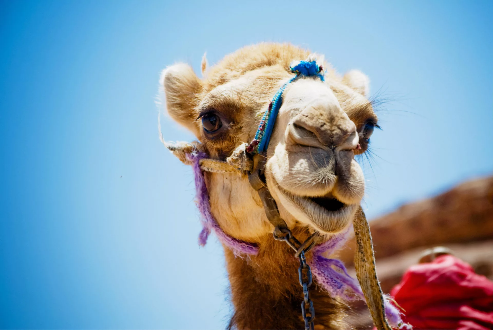 Camel in Desert Safari Dubai